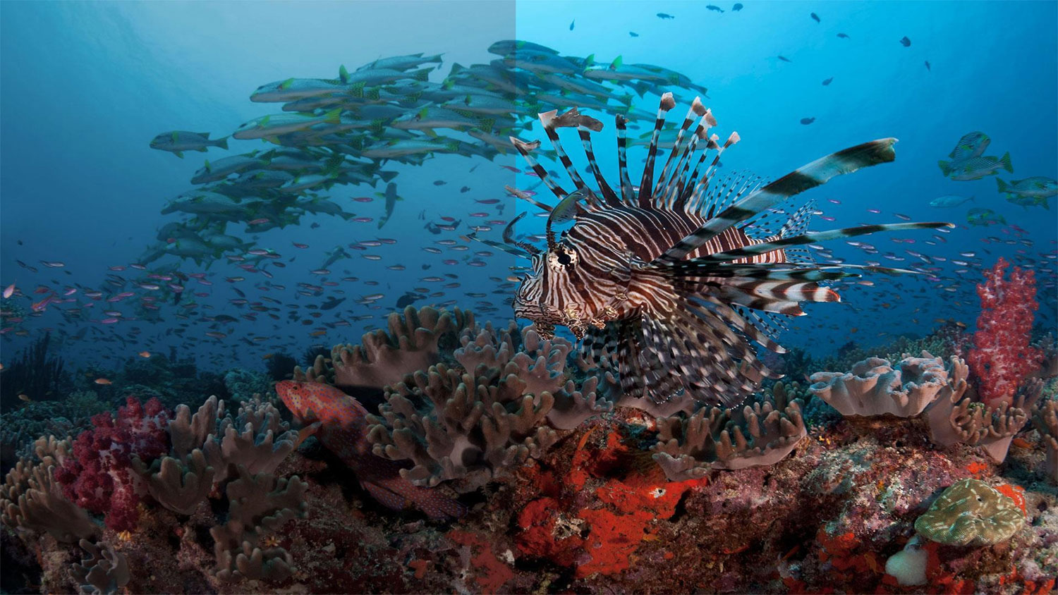 watch blue planet online free